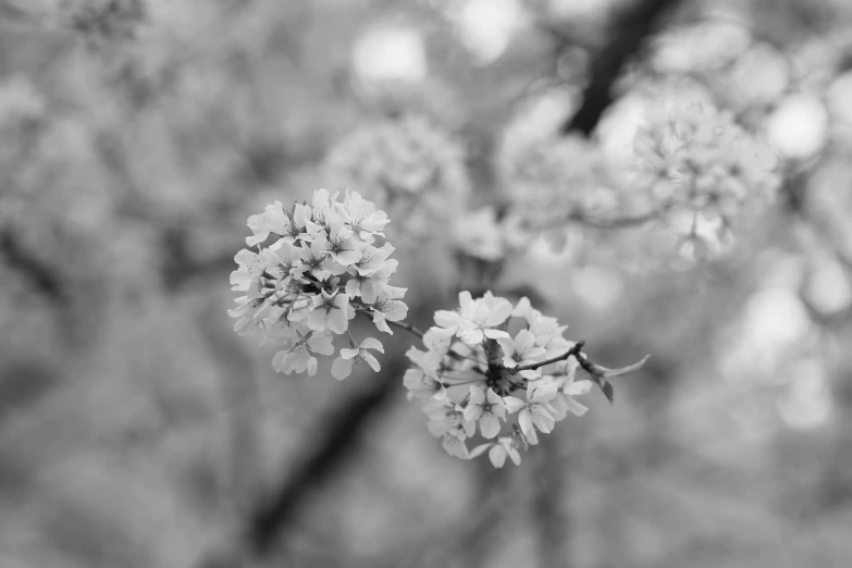 a small tree has blossoms in a black and white po