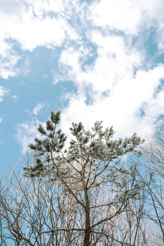 two animals are hanging out in a tree