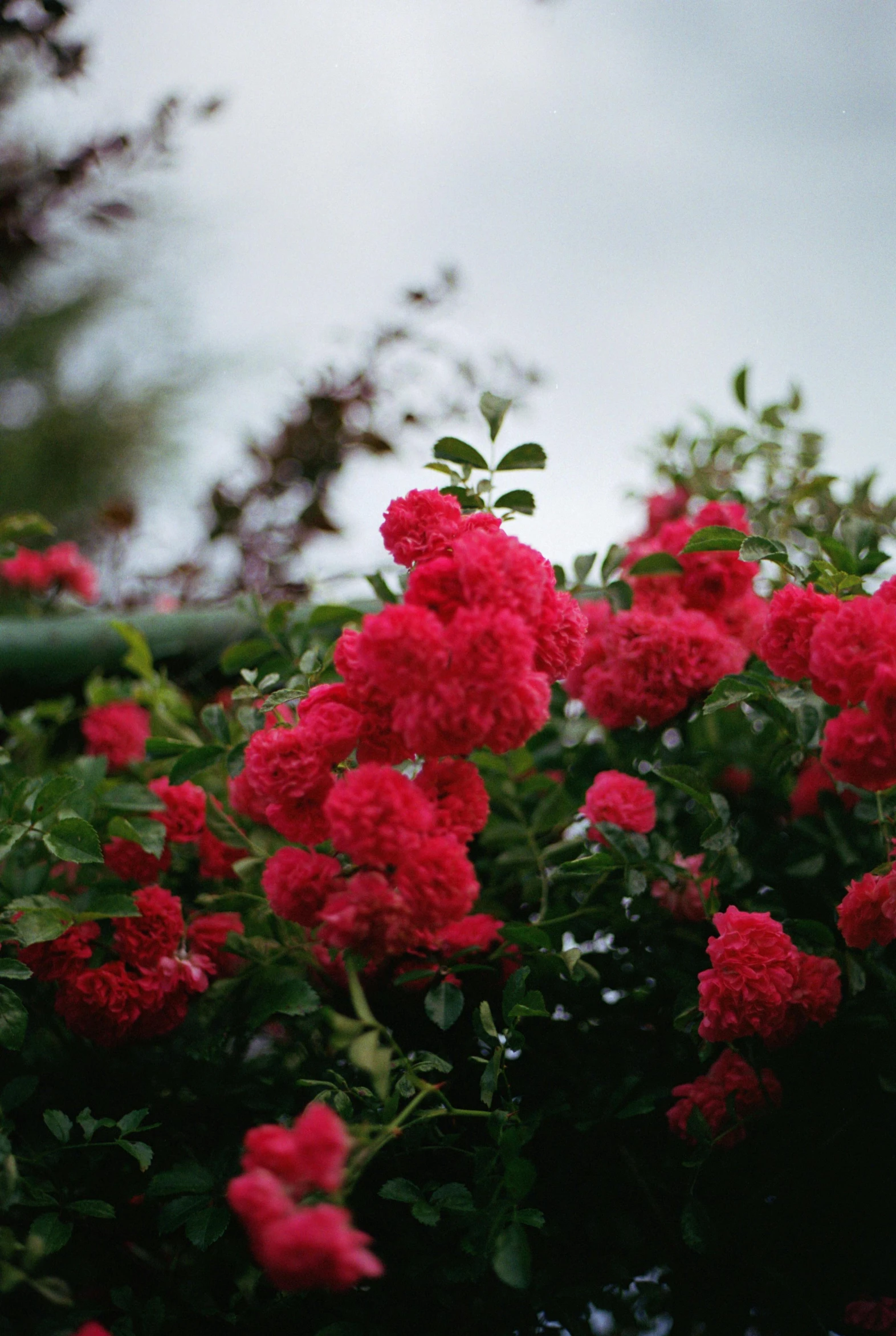 this is pink flowers in bloom along a bush