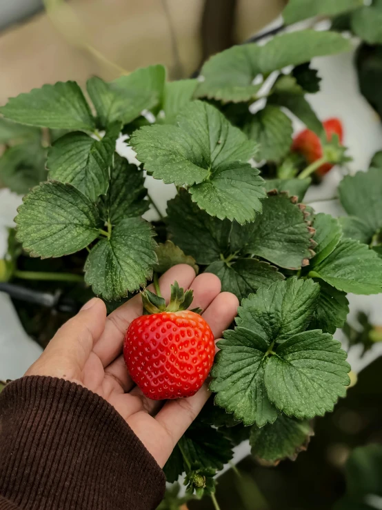 someone holds out their hand for a strawberry