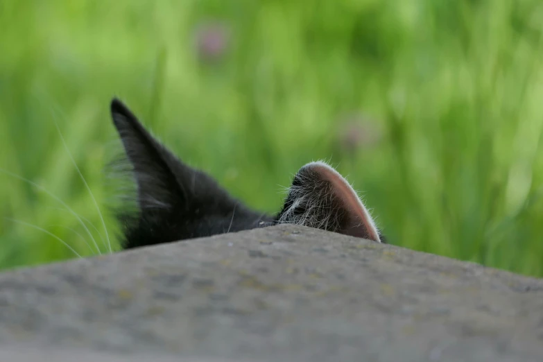 a cat laying in the grass near a building