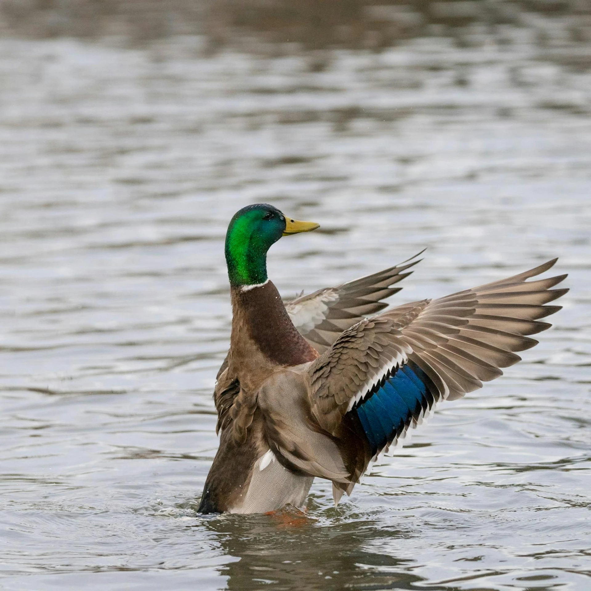 the bird is swimming on water and landing