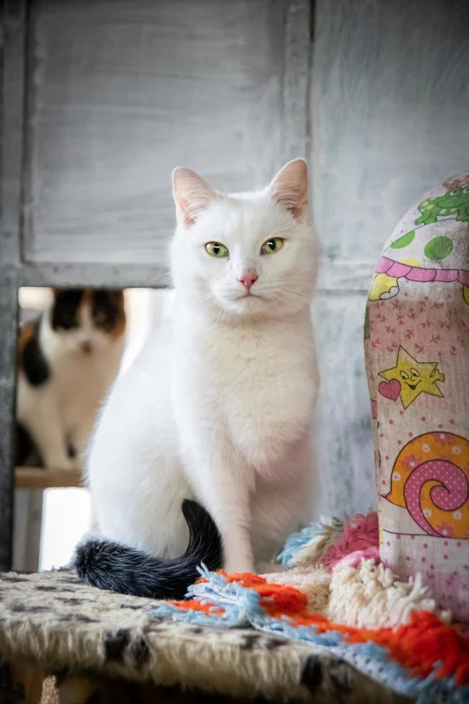 white and black cats standing next to some fabric