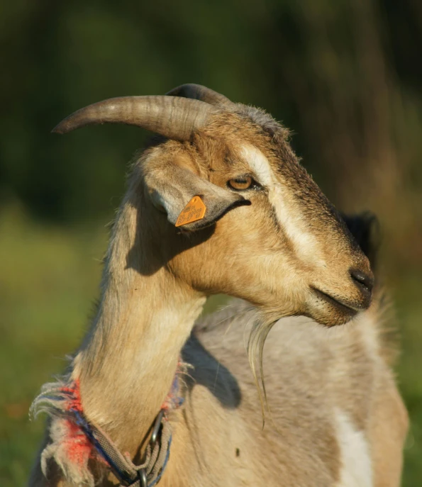 an animal with long horns standing in the sun