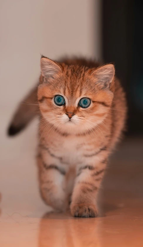a little kitten with blue eyes running along the floor