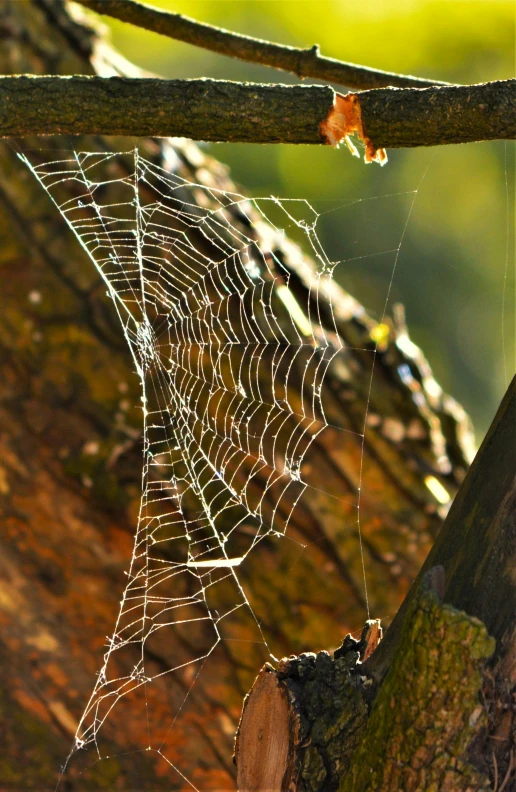 a spider's web is seen on the side of a tree