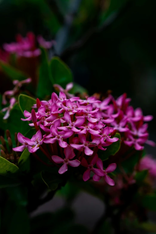 close up view of a bunch of pink flowers