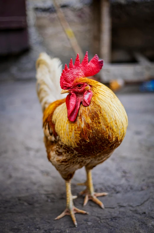 a rooster standing on top of cement with its red comb