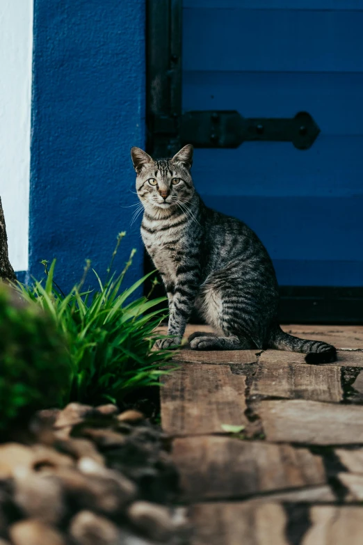 a cat sitting outside on some bricks and grass