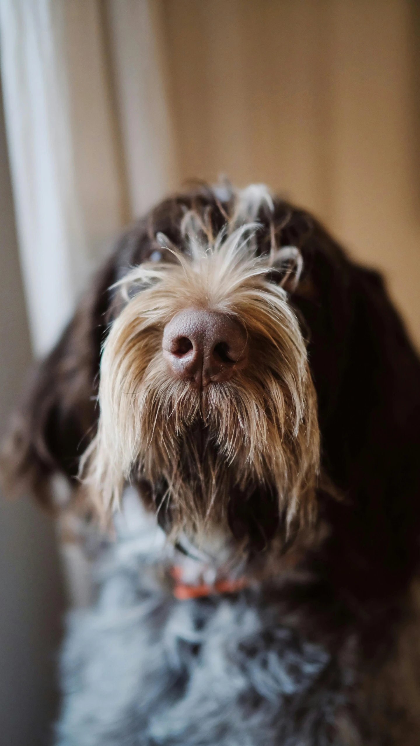 a furry dog stares in an upright position