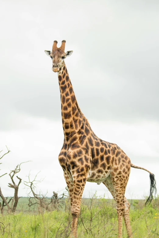 a giraffe standing alone in the wild