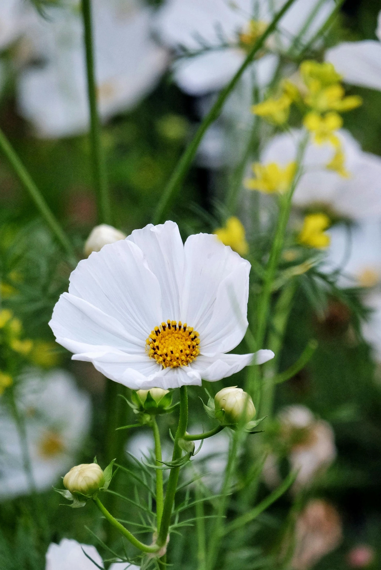 a field of flowers is shown close up