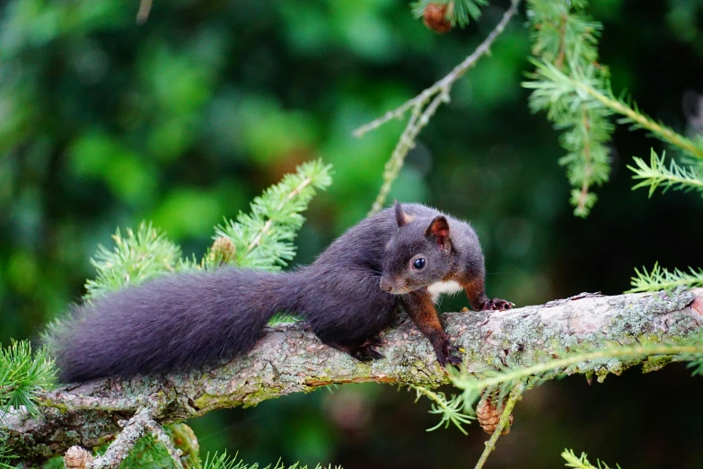 a squirrel is sitting on top of a nch