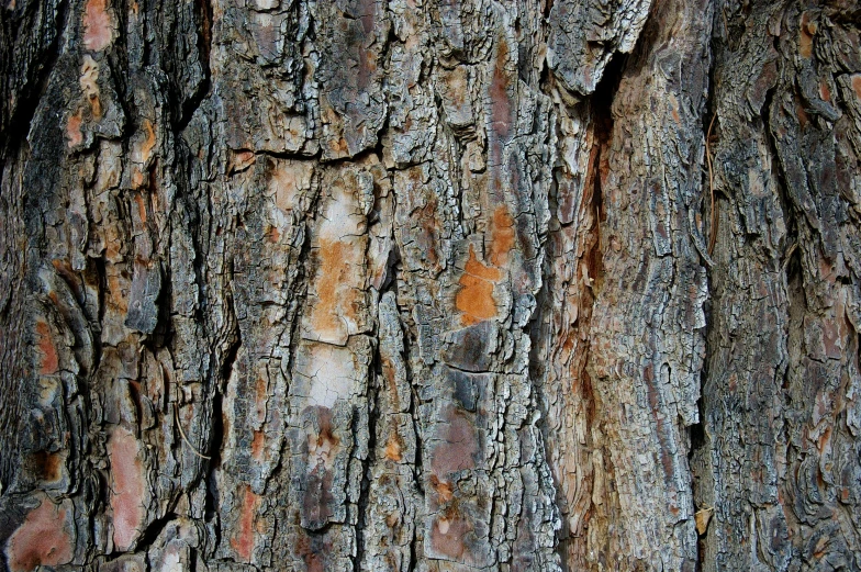 the tree bark has little white patches on it