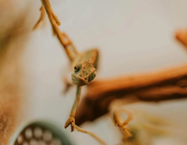 small lizard on a small nch near a table