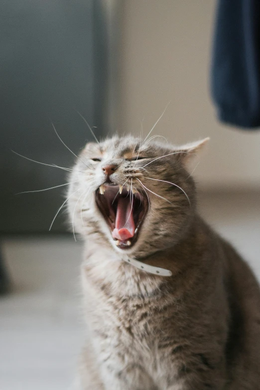 an adult cat is hissing and standing up