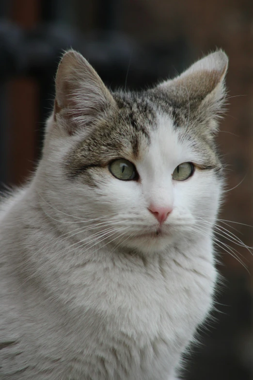 a close up of a cat with very bright green eyes