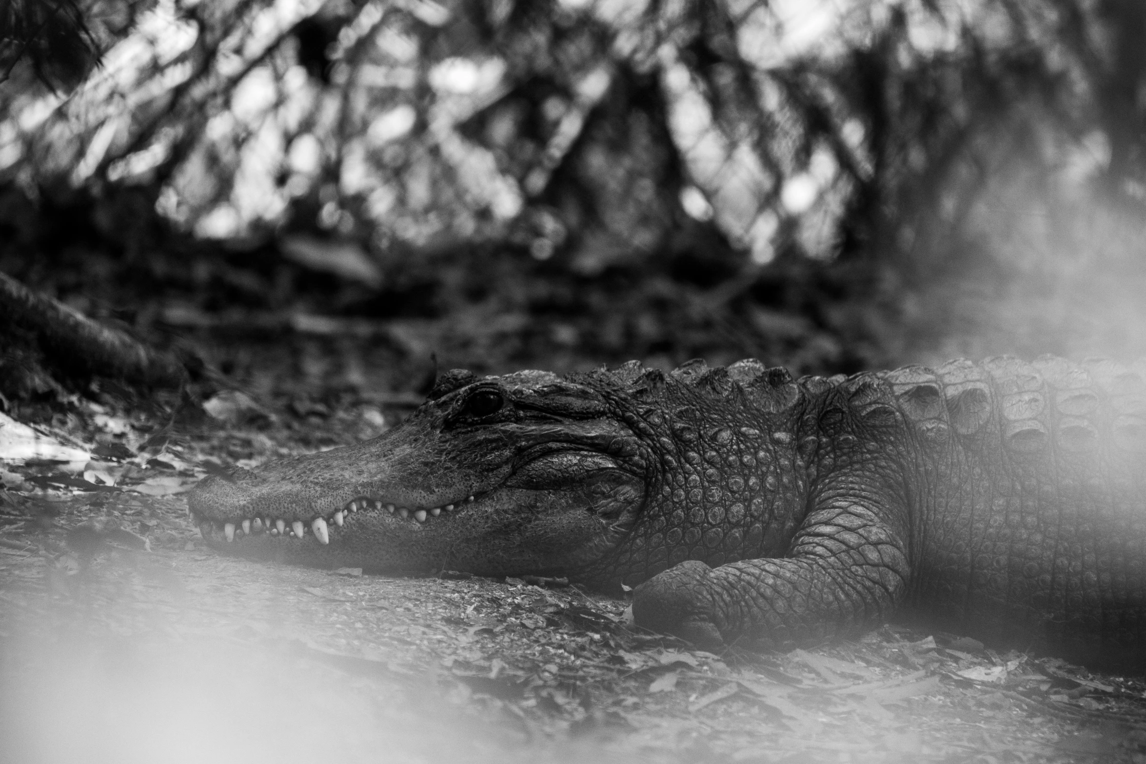 black and white po of crocodile with a blurry background