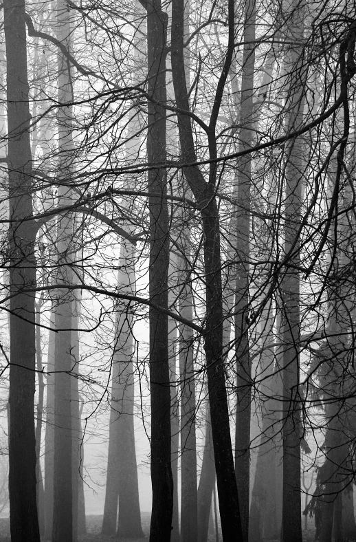 a foggy woods with tall trees and leaves