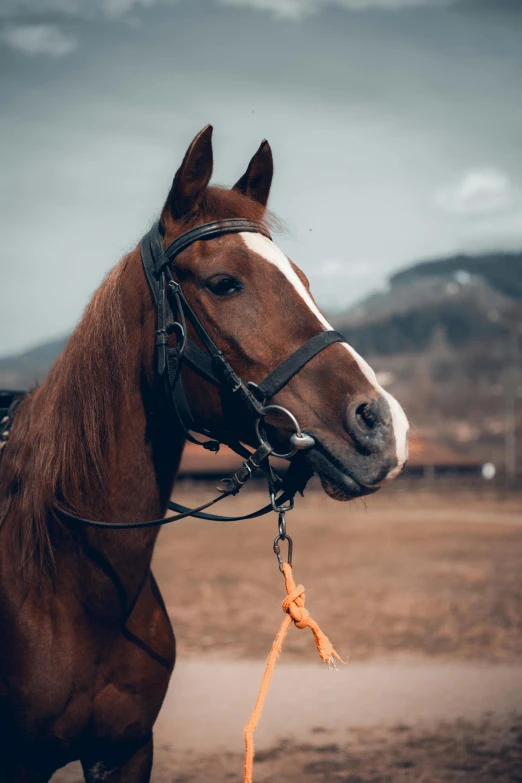 the side view of a horse standing on an empty plain