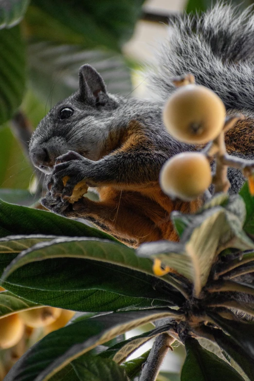 two animals sit on top of leaves in the forest