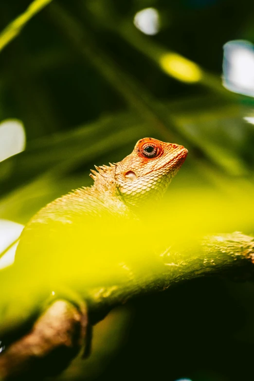 a lizard that is sitting on a tree