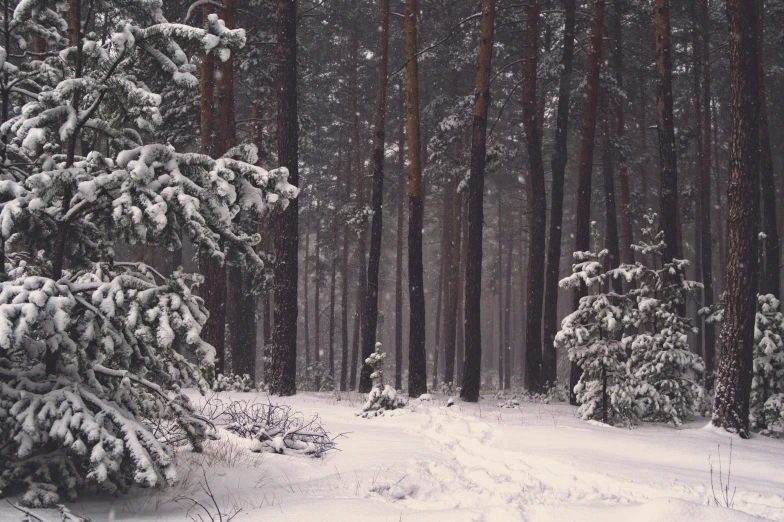 snow covered pine trees, and trail through the snow