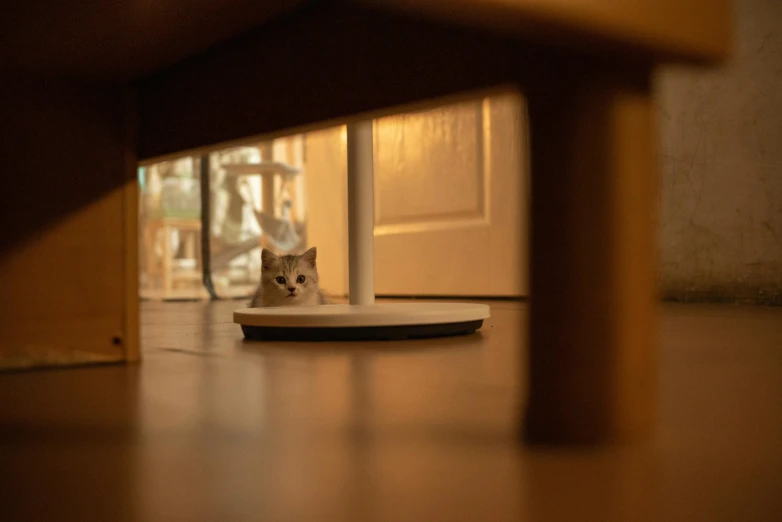 a cat looks into the camera through the lens