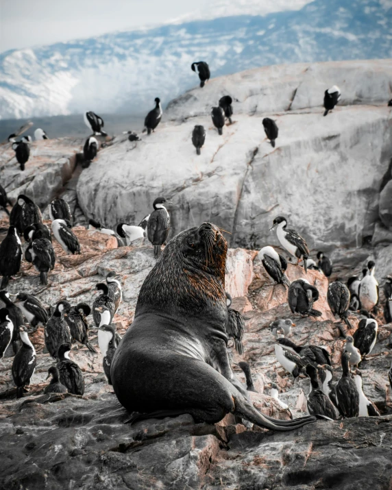 sea lion surrounded by a large flock of penguins