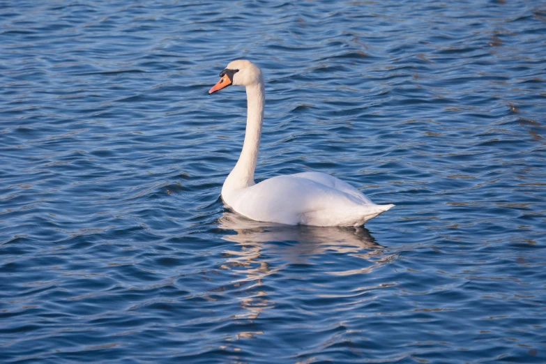 a white bird swims in the water