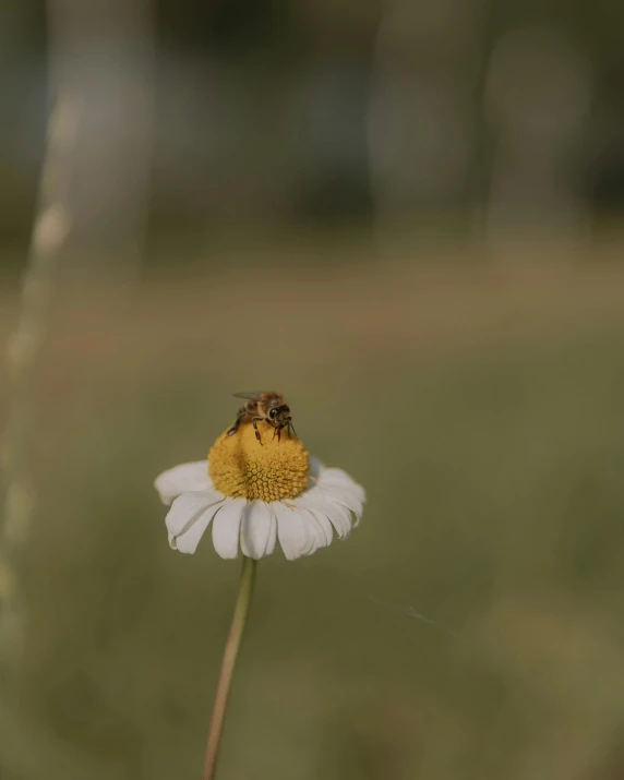 a bee sitting on the top of a daisy