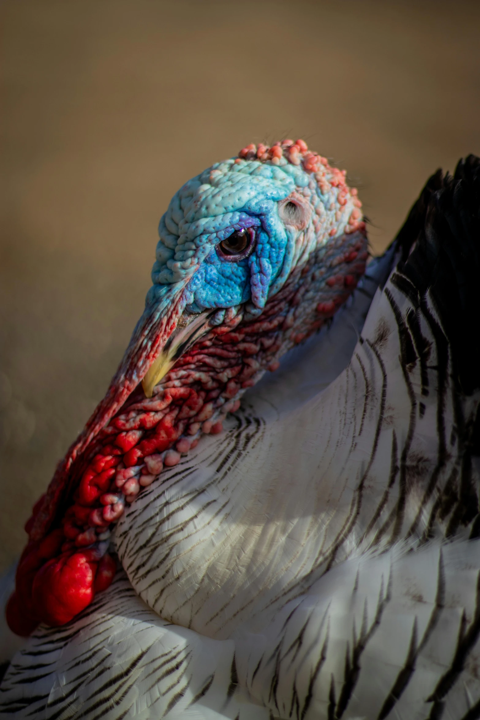 a close up image of a turkey with bright colors
