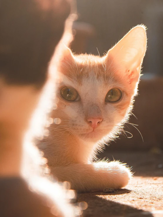 a kitten that is lying on the ground