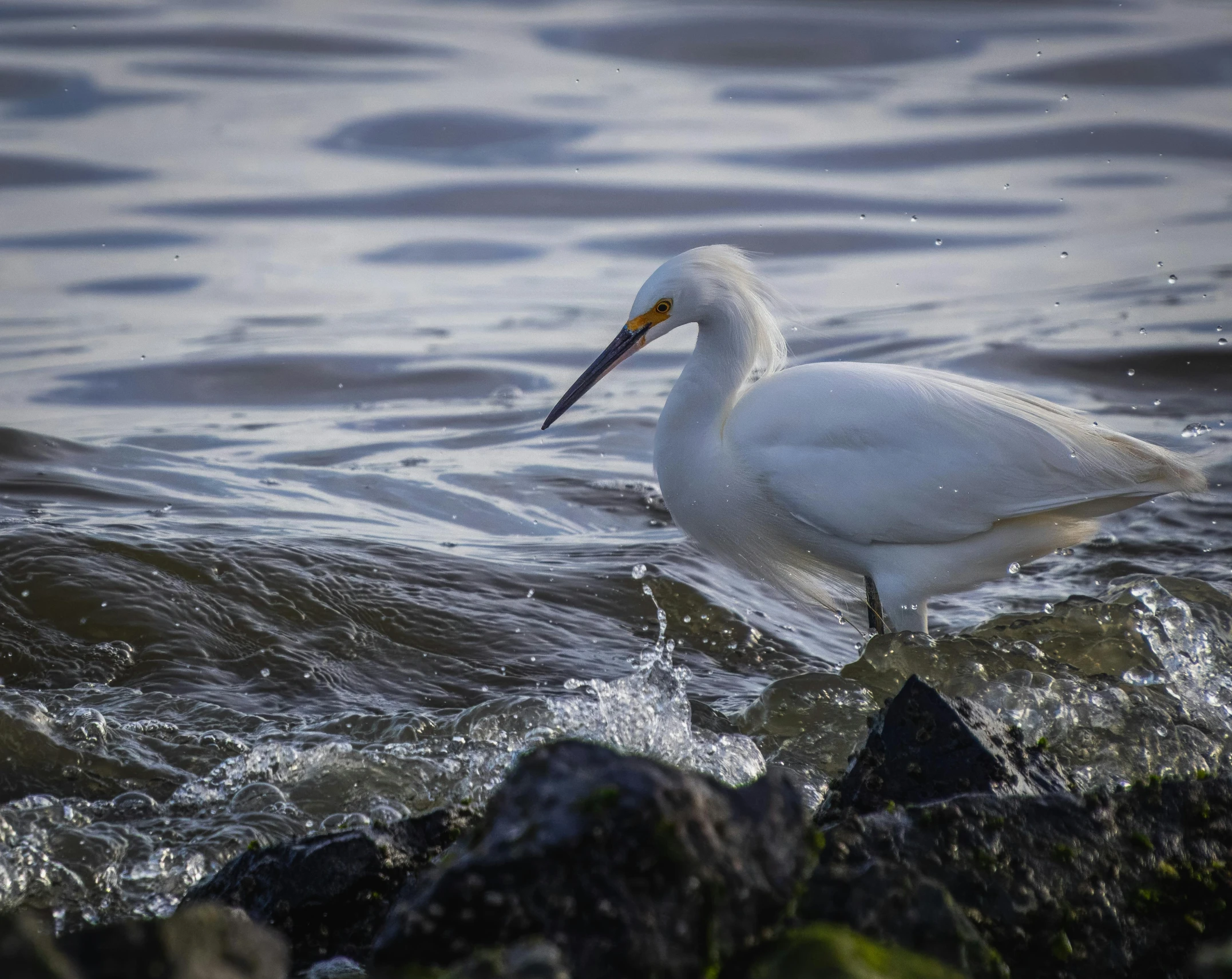 there is a swan swimming in the water