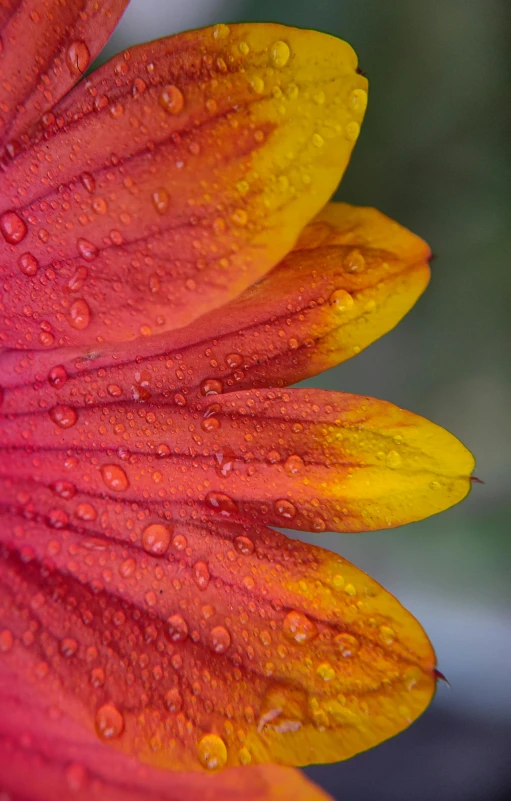 this is a flower that has water drops on it