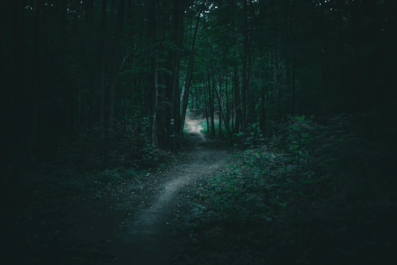 a tree covered forest with a light shining through it