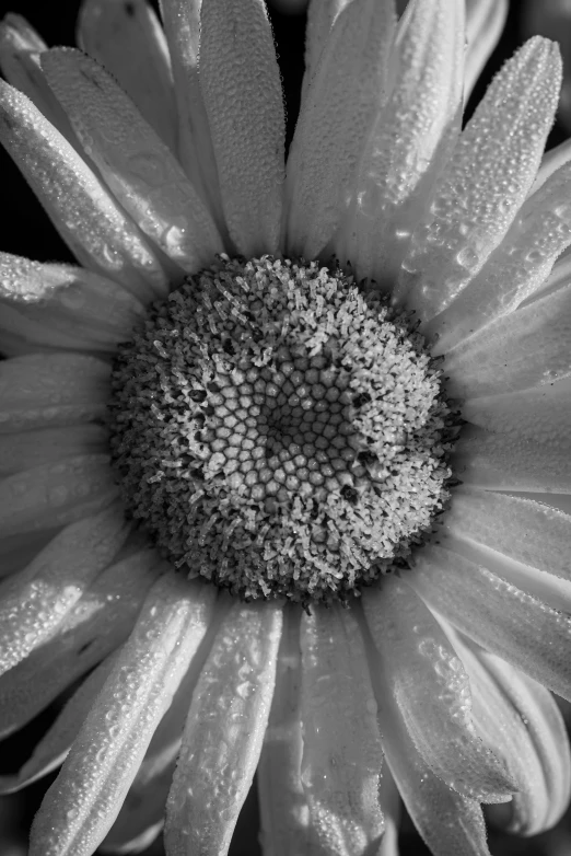 a white and gray sunflower with a dark background