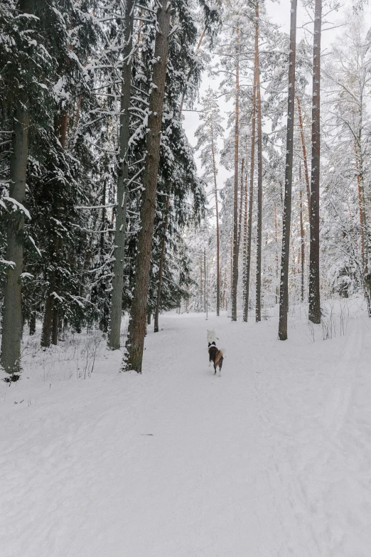 there is a dog walking through the snow in the forest