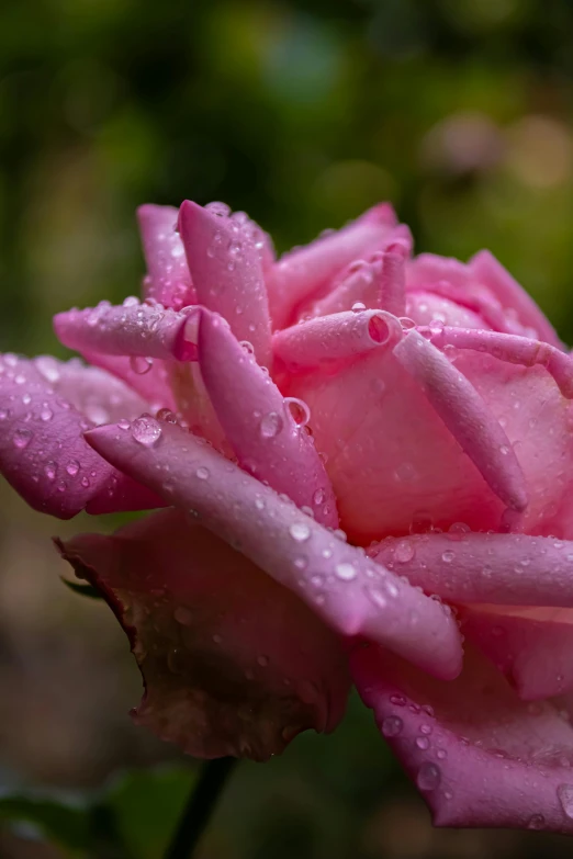 a rose with droplets of water on it