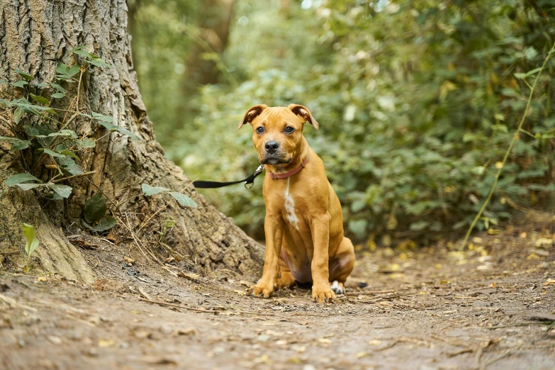 a dog with a leash sits in front of a tree