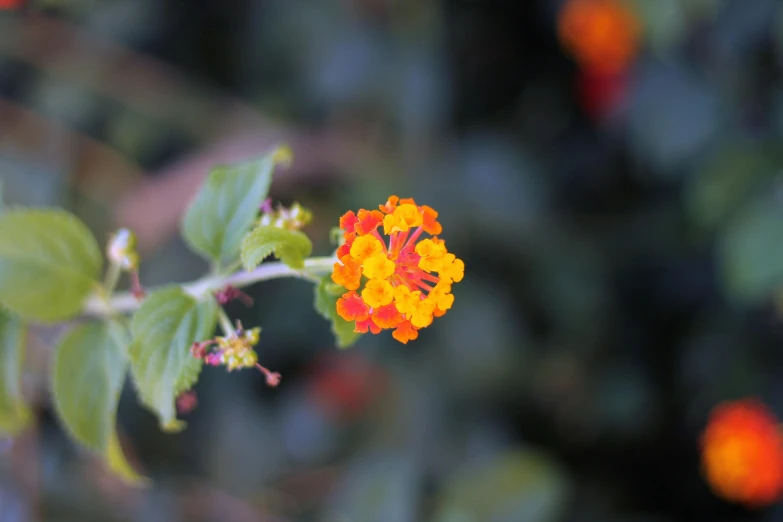 a close up of a small orange flower