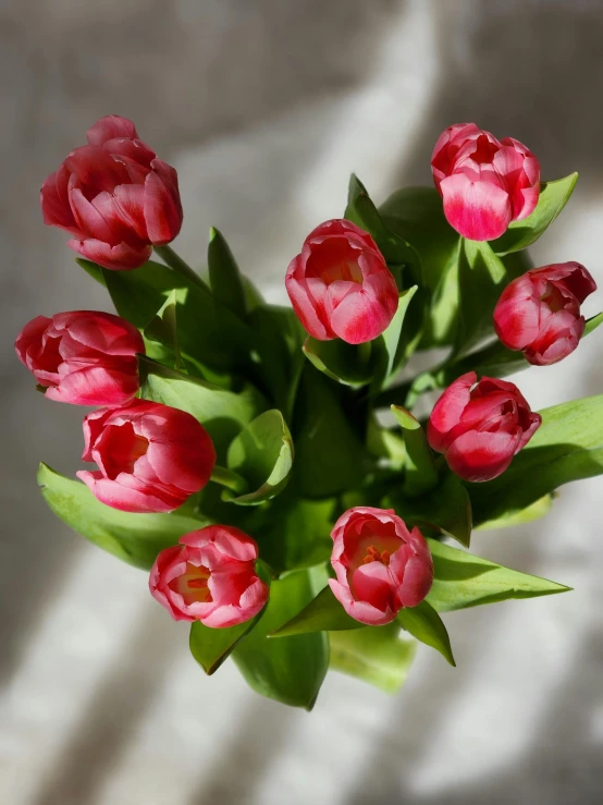 some red flowers that are sitting in a vase