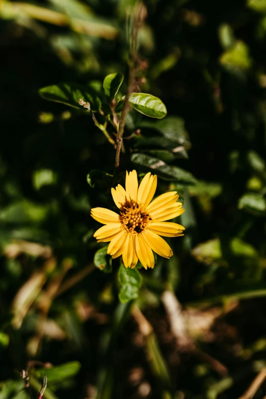 an overhead view of a yellow flower in the field