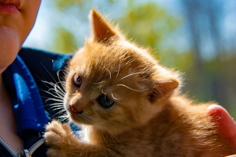 an orange kitten is being held in the hand