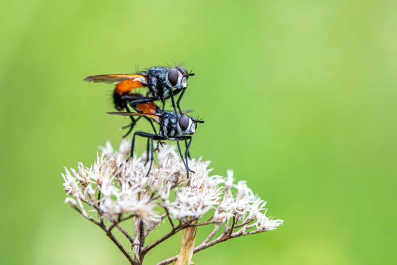 two bugs that are sitting on a flower