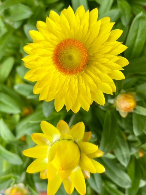 a bright yellow flower with a large center