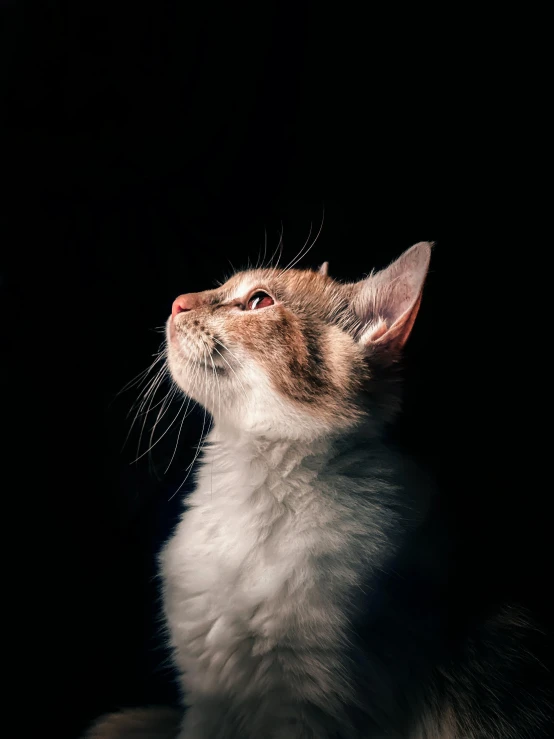 a cat in the dark looking up at soing