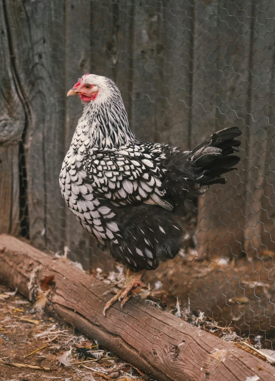 an image of a chicken that is standing on a piece of wood