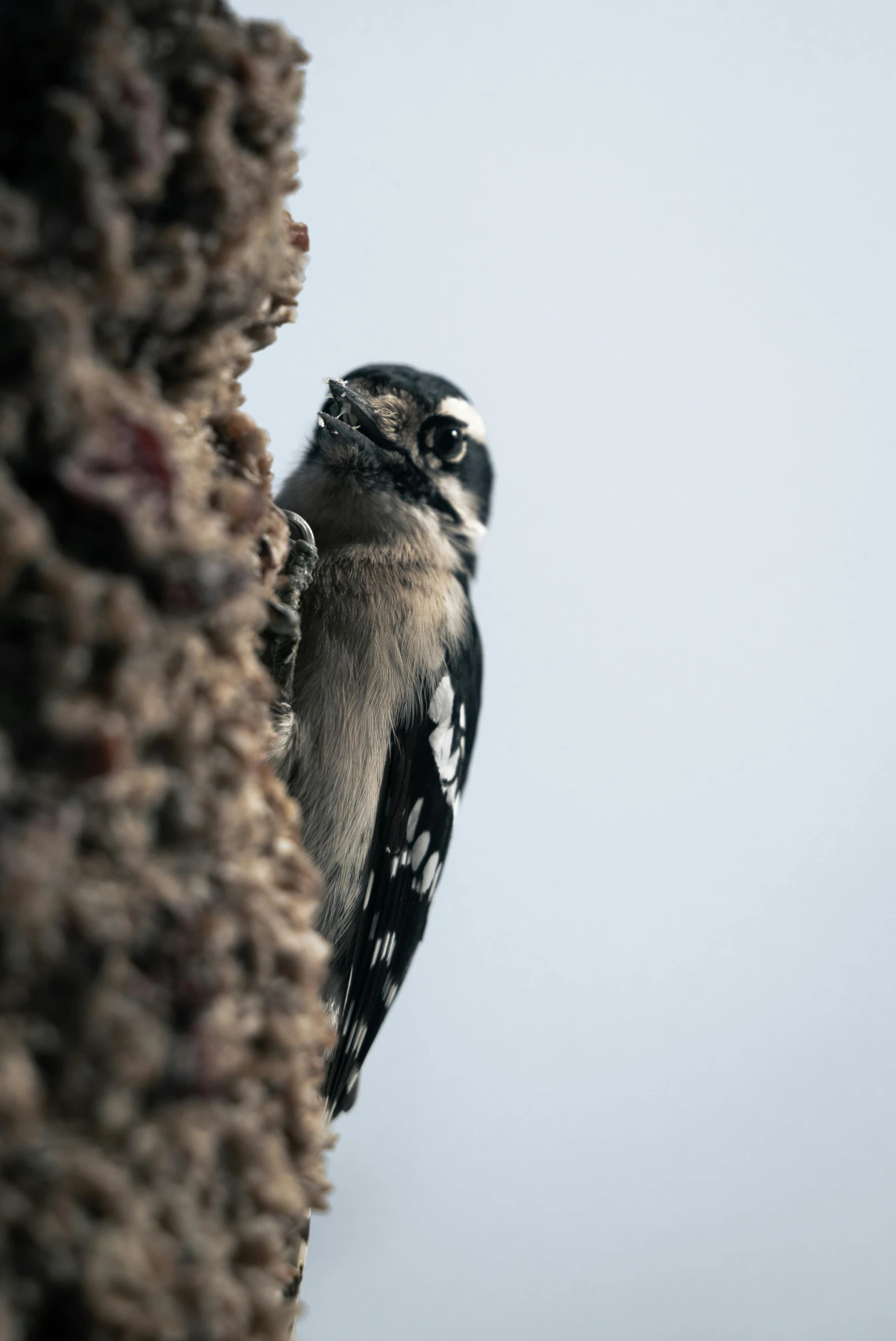 a small bird is perched on the cliff