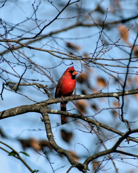 a red bird is perched on a tree nch